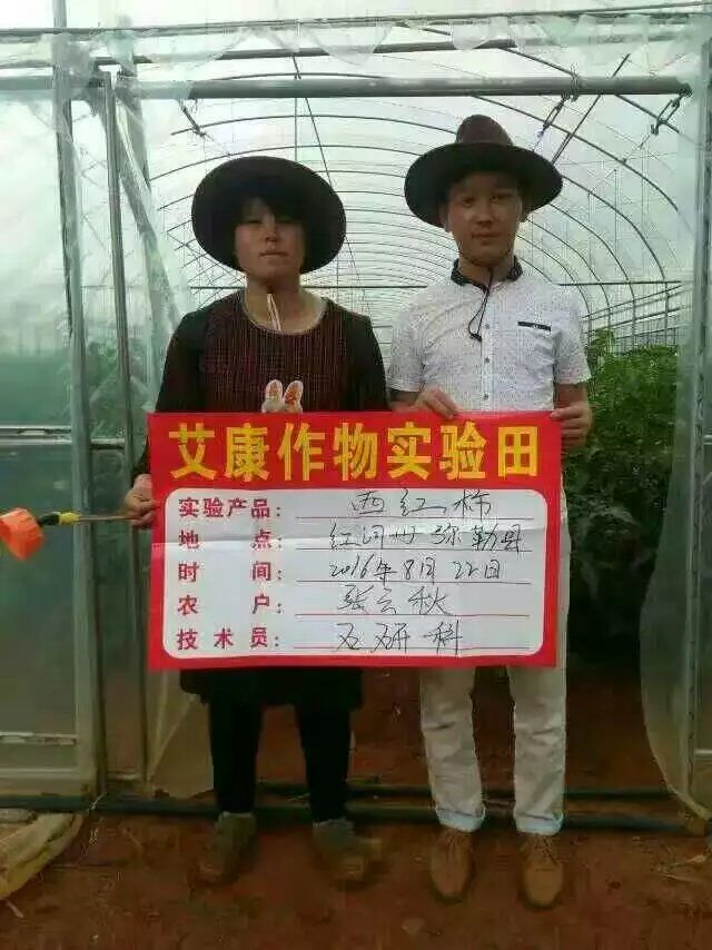 红河州弥勒县张云秋西红柿实验报告