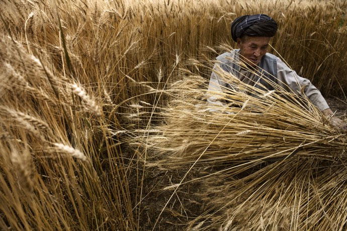 阿富汗的一位农民正在收割麦子。粮农组织图片